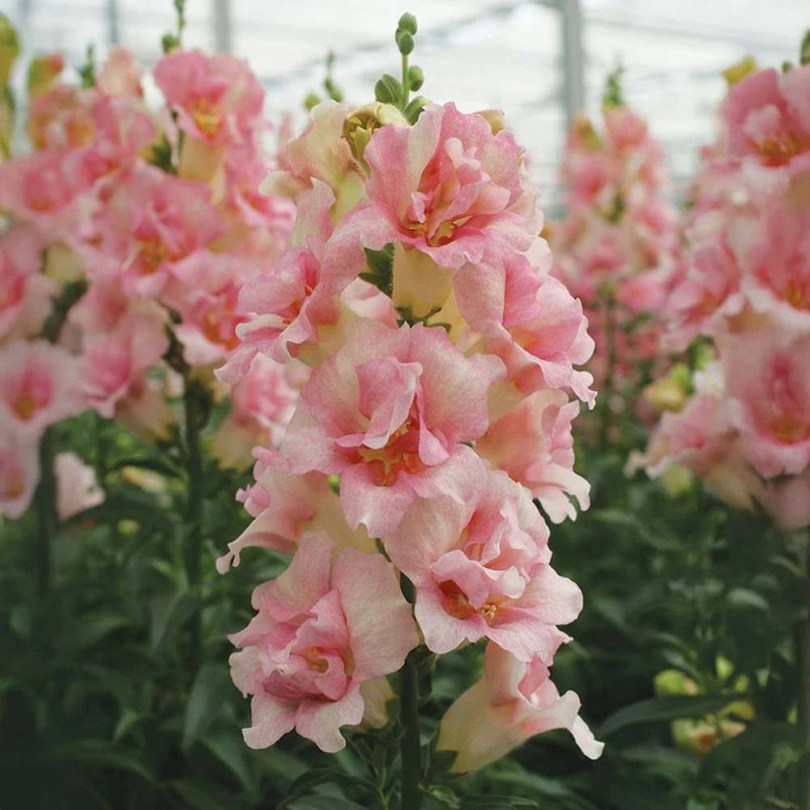 Oroszlánszáj - Tátika 'Apple Blossom', Antirrhinum majus maximum , virág